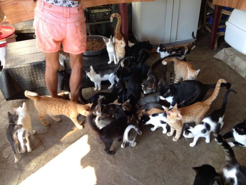 Skiathos Cat Welfare Association. Just SOME of the cats.